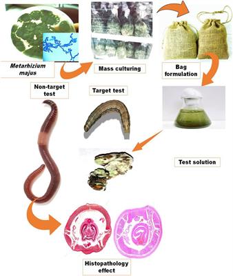 First report on the enzymatic and immune response of Metarhizium majus bag formulated conidia against Spodoptera frugiperda: An ecofriendly microbial insecticide